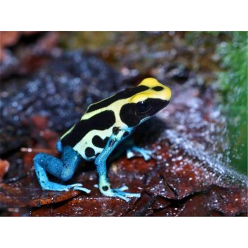 Broasca Dendrobates tinctorius Patricia (Poison Dart Frog) - imagine 3